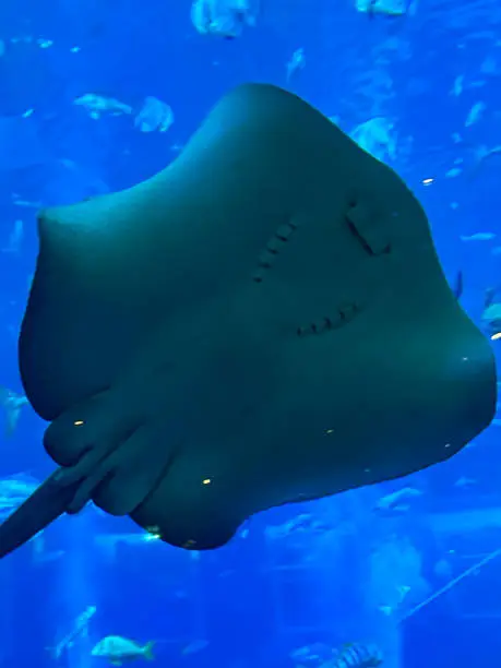 Photo of Image of marine aquarium, ventral surface (underside) of sting ray (Myliobatoidei), tail, claspers,   fins, saltwater tank, viewed from below, focus on foreground