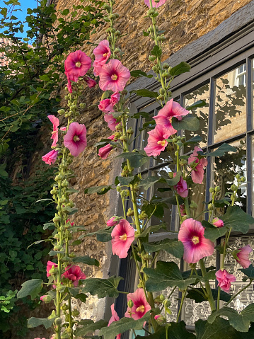 Stock photo showing a beautiful summer herbaceous border growing in a small cottage garden, in a sunny spot, protected by a cottage brick wall. The flowerbed has a tall, erect pink flowering, ornamental Hollyhock (Alcea) growing in front of cottage sash window.