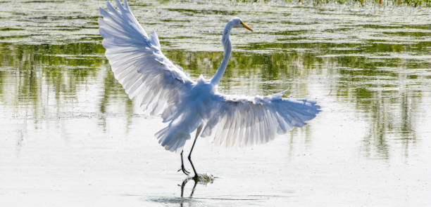 istock Birding and Hiking 1619479760