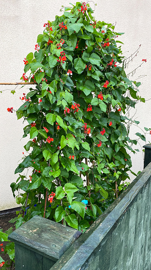 Stock photo showing a vigorous scarlet runner bean (Phaseolus coccineus) plant growing in a fenced garden. This leguminous plant has been trained up a wigwam of bamboo canes, with its natural climbing nature and tendrils supporting growth.