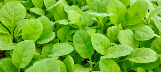 istock Green mustard. mustard plants in the nursery 1619492014
