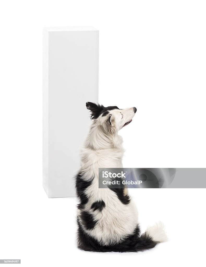 Vista posteriore di un Border Collie seduto - Foto stock royalty-free di Animale