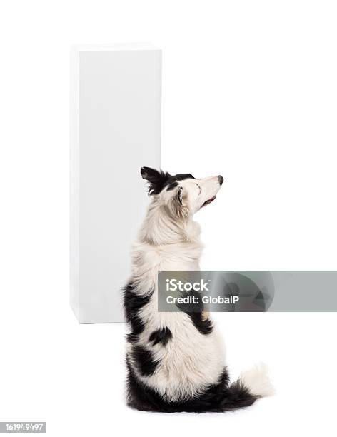 Rear View Of A Border Collie Sitting Stock Photo - Download Image Now - Animal, Animal Themes, Black Color