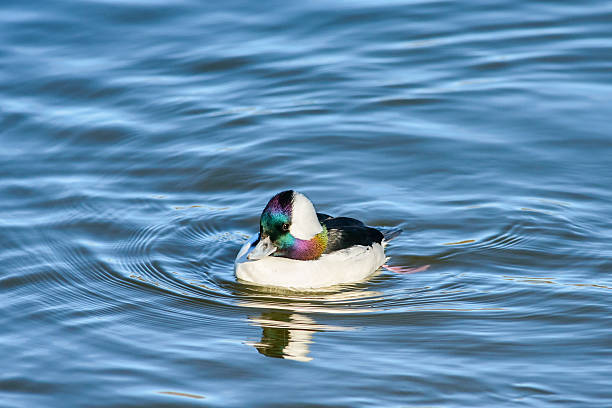 bufflehead 숫오리 - 버플헤드덕 뉴스 사진 이미지