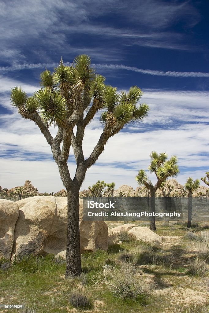 Parque Nacional Joshua Tree, na Califórnia - Foto de stock de Azul royalty-free