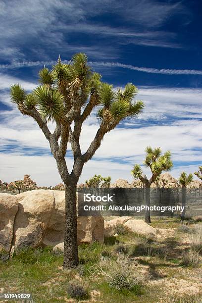 Joshua Tree National Park Califórnia - Fotografias de stock e mais imagens de Ao Ar Livre - Ao Ar Livre, Azul, Branco