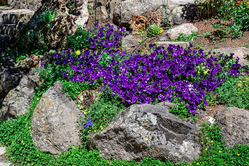 Purple petunias in the rock garden at the Yampa River Botanical Gardens