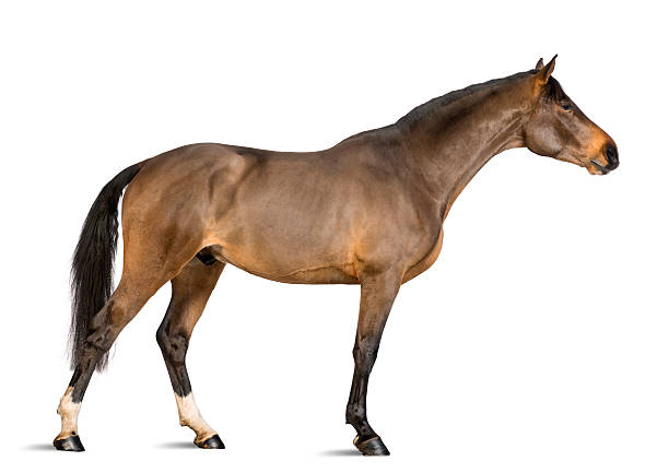 istock Side view of a Male Belgian Warmblood, BWP 161952004