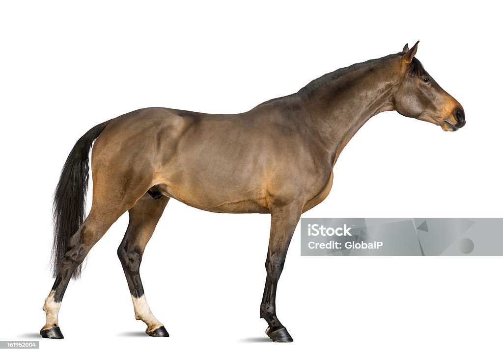 Side view of a Male Belgian Warmblood, BWP Side view of a Male Belgian Warmblood, BWP, 3 years old, stretching its neck against white background Horse Stock Photo