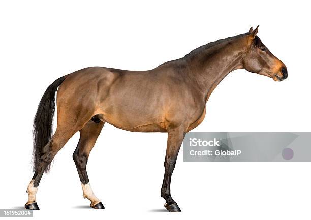 Side View Of A Male Belgian Warmblood Bwp Stock Photo - Download Image Now - Horse, White Background, Cut Out