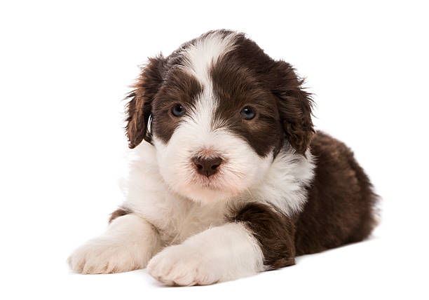 Cute little black and white Sheepdog puppy that looks like he is talking, standing on a blue background.