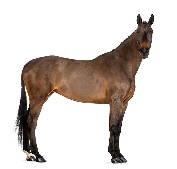 istock Female Belgian Warmblood, BWP, 4 years old 161952384