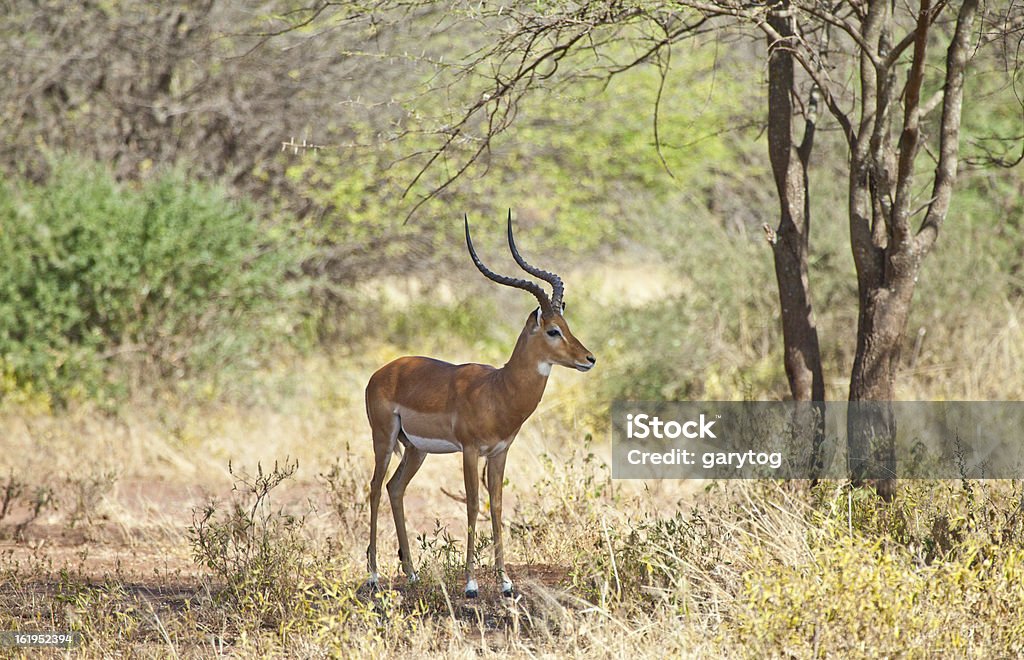 Impala - Foto de stock de Aire libre libre de derechos