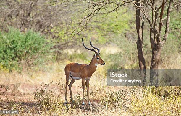 Импала — стоковые фотографии и другие картинки Impala - Impala, Антилопа, Африка