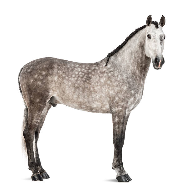istock Andalusian, 7 years old 161952480