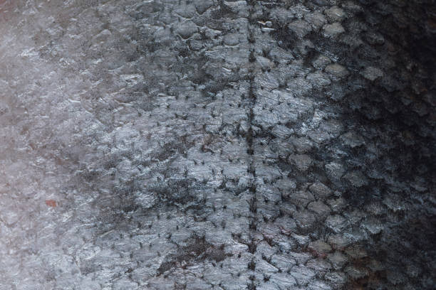 close up of metallic silver skin, scales on Pacific salmon