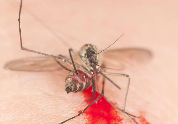 istock Killed mosquito with blood on human hand 161953628