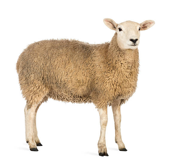 Side view of a Sheep looking away against white background stock photo