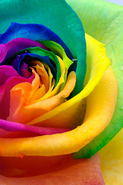 istock Close up of rainbow rose heart 161954215