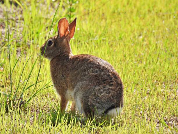istock Eastern Cottontail Rabbit (Sylvilagus floridanus) resting in the grass 1619548656
