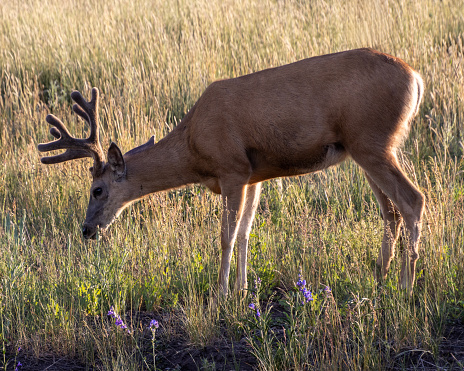 Stag mule deer grazing during the golden hour
