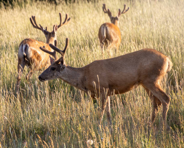 istock Male mule deer at sunset 1619553810