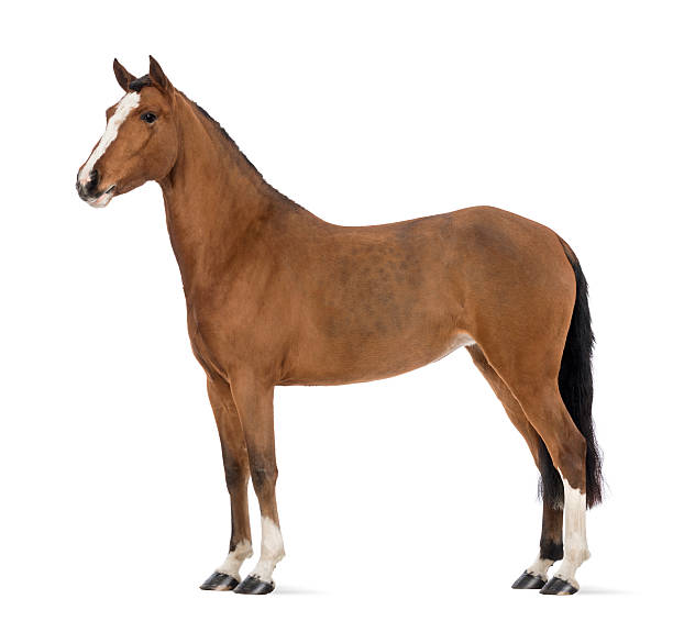 istock Singular female Andalusian horse aged 3 161955639
