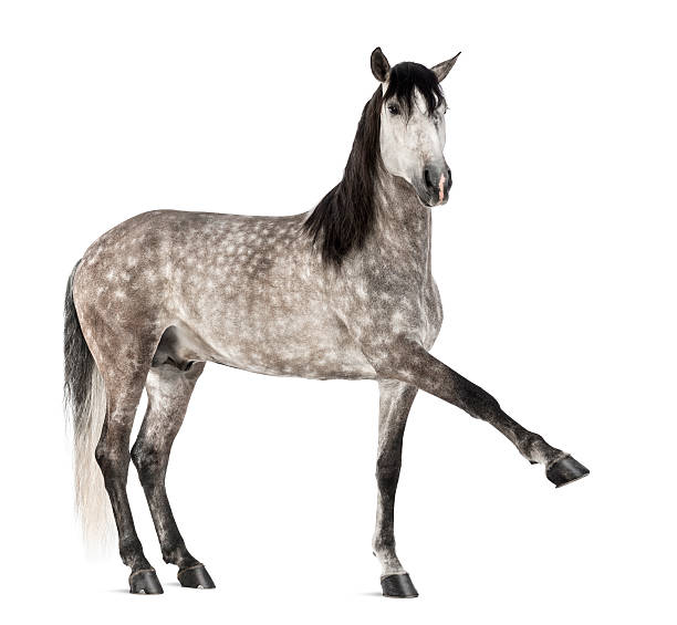 istock Andalusian raising front leg, 7 years old 161955845