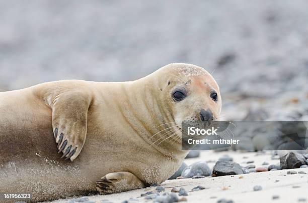 Portrait Of A Young Gray Seal Stock Photo - Download Image Now - Animal, Animal Wildlife, Animals In The Wild