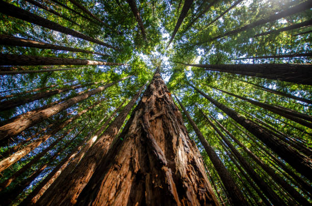 Close-up from Below of a Red Sequoia Tree Climbing into the sky with the rest of the trees in the forest on a sunny day Giant Sequoia Tree Climbing into the sky with the rest of the trees in the forest on a sunny day wood log close up stock pictures, royalty-free photos & images
