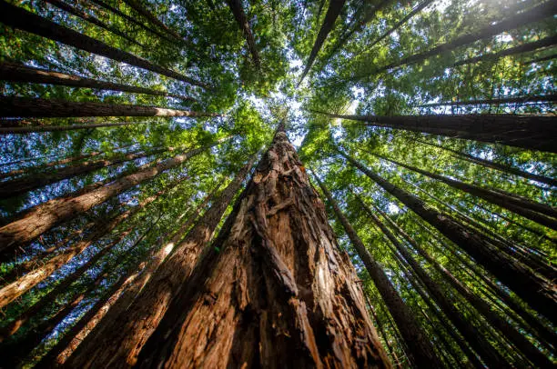 Photo of Close-up from Below of a Red Sequoia Tree Climbing into the sky with the rest of the trees in the forest on a sunny day