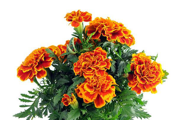 tagetes em uma panela isolada no branco background- studentenblumen - türkische nelke imagens e fotografias de stock