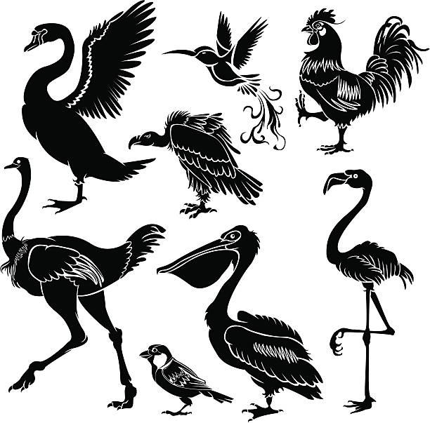 Birds silhouette heraldry set Set of black birds silhouette heraldry element.ZIP contain AI12cs2,EPS8,large JPEG and PDF files. pelican silhouette stock illustrations