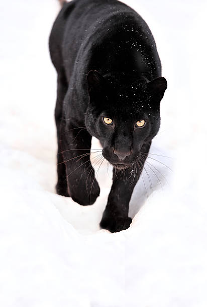 Portrait Of Black Panther On White Background Stock Photo - Download Image  Now - Black Leopard, Animal, Black Background - iStock
