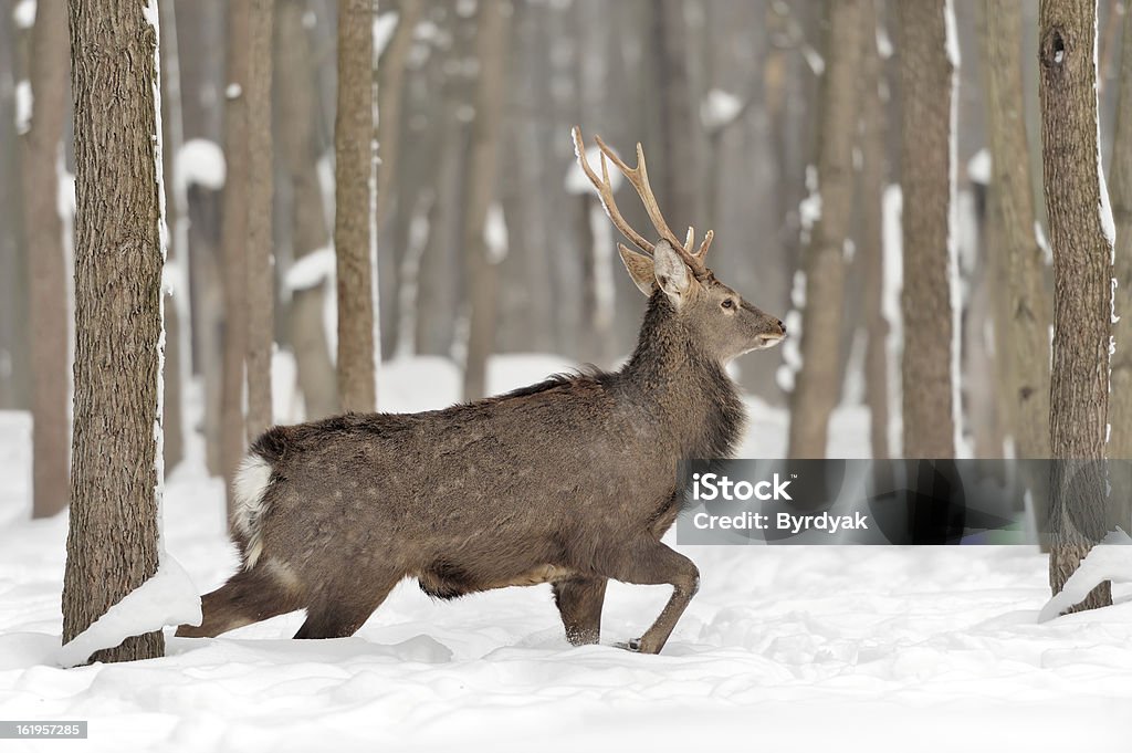 Giovane Cervo - Foto stock royalty-free di Ambientazione esterna