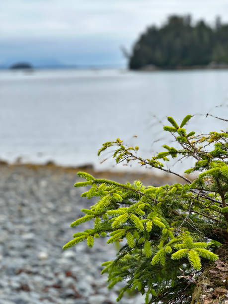 крупный план ситхинской ели на каменистом пляже на аляске - forest alaska plant sitka spruce стоковые фото и изображения