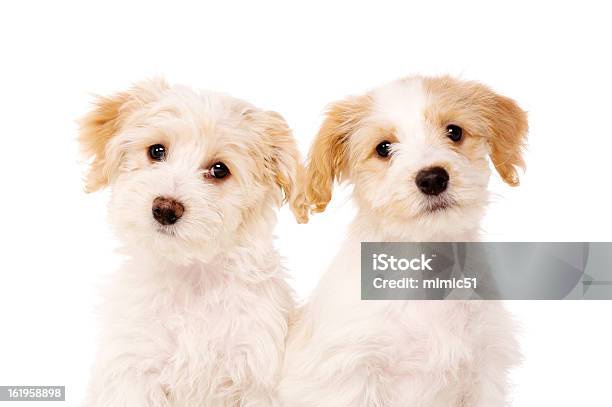 Photo libre de droit de Deux Chiots Samedi Isolé Sur Fond Blanc banque d'images et plus d'images libres de droit de Animaux de compagnie - Animaux de compagnie, Animaux domestiques, Bichon