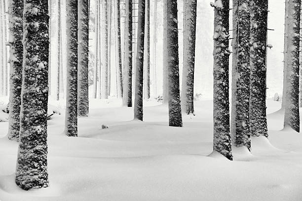 istock Spruce tree forest in snowy weather 161959012