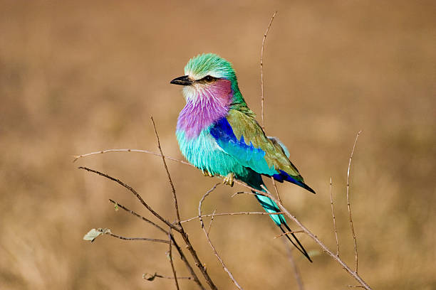 Lilac Breasted Roller, Mpumalanga Province South Africa stock photo