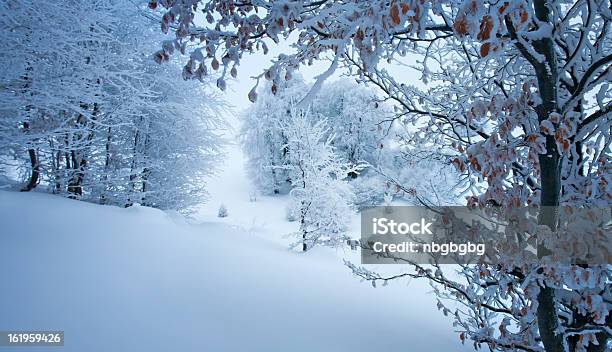 Śnieg Drzewa - zdjęcia stockowe i więcej obrazów Bez ludzi - Bez ludzi, Biały, Drzewo