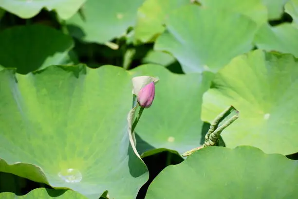 Photo of bud lotus flower