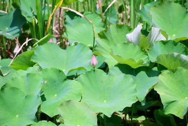 Photo of Oga lotus buds sticking out of the leaves