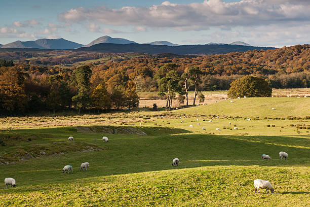 weatherlam e l'old man of coniston in autunno - old man of coniston foto e immagini stock