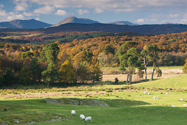 weatherlam e l'old man of coniston in autunno - old man of coniston foto e immagini stock