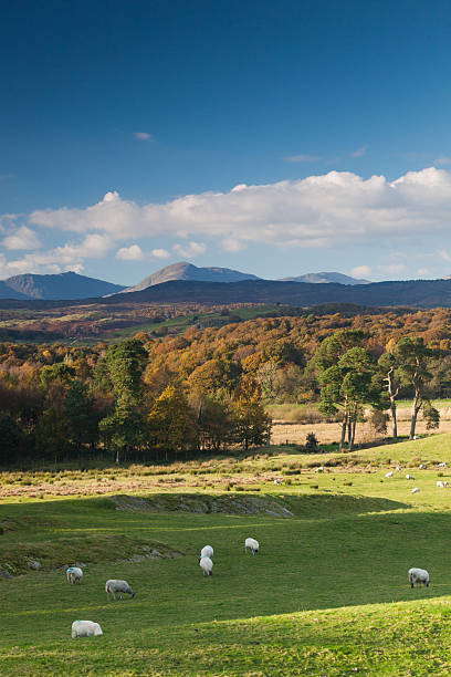 weatherlam e l'old man of coniston in autunno - old man of coniston foto e immagini stock