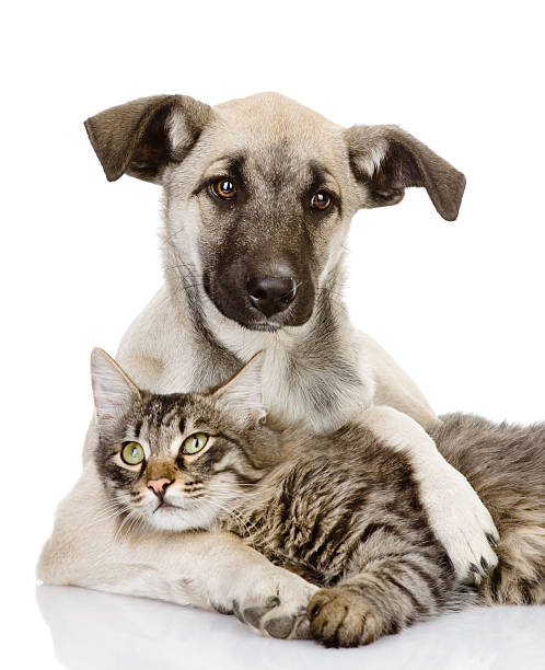 istock Cat lies in a dog's arms on a white background 161959942