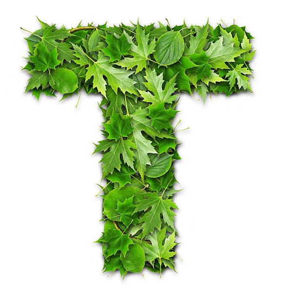 istock Letter from the leaves 161961524