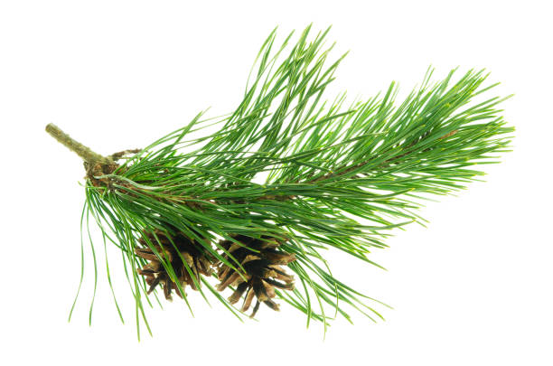 istock Conifer pine tree cone. coniferous twigs with fir needle foliage. pine isolated. Medicinal plants. New Year. Green decor 1619626617
