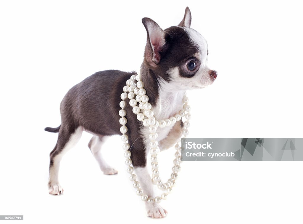 Cucciolo chihuahua - Foto stock royalty-free di Cane