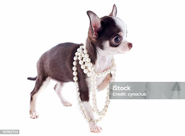 Cucciolo Chihuahua - Fotografie stock e altre immagini di Cane - Cane, Perla - Gioielli, Ambientazione interna